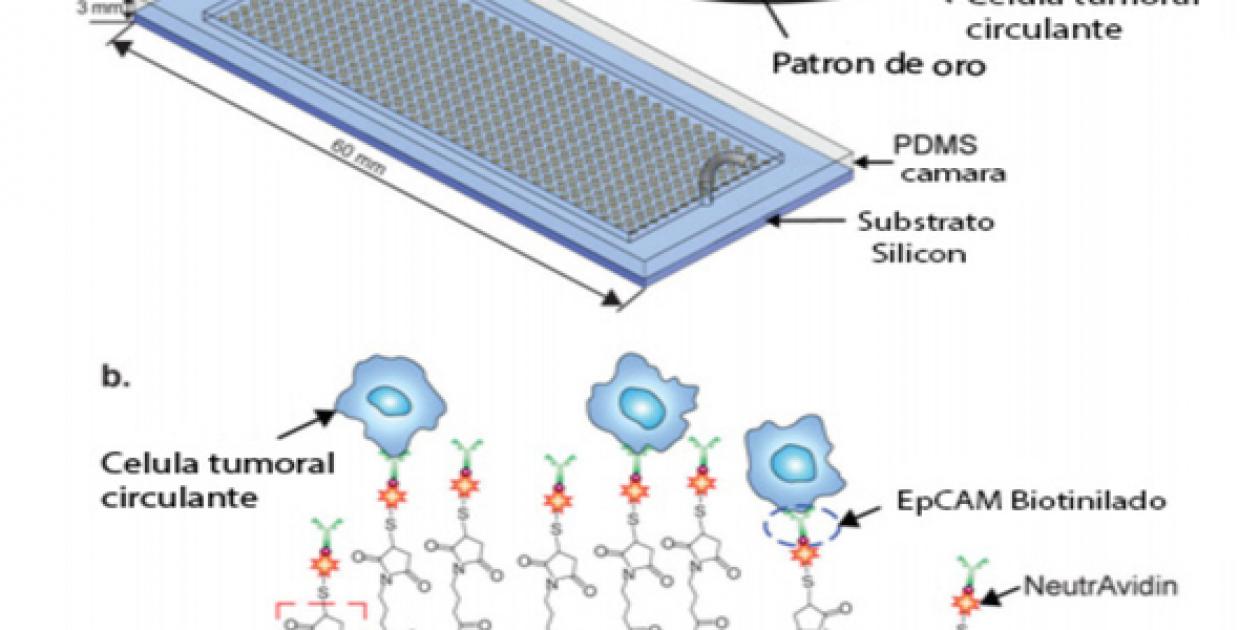 Grafeno,    el material del futuro y sus aplicaciones médicas