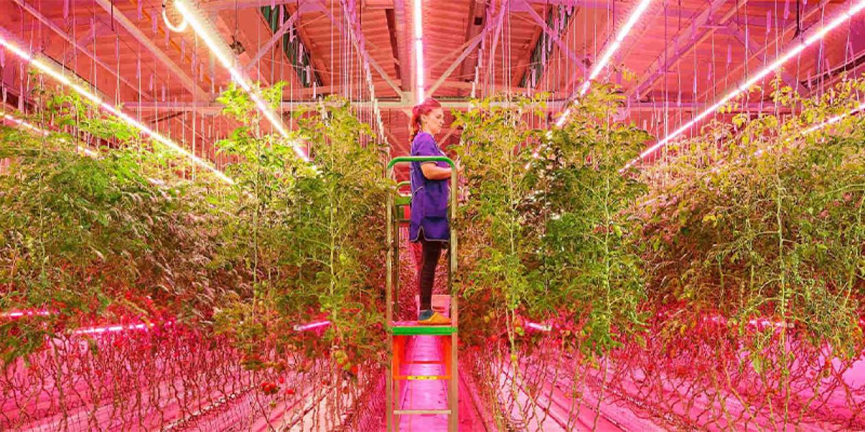 La iluminación LED se consolida como tecnología clave para mejorar la producción agrícola y optimizar los recursos